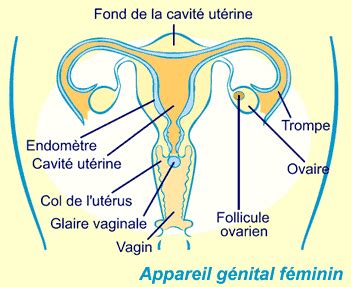 Sexe vaginal classique Escorte Sannois